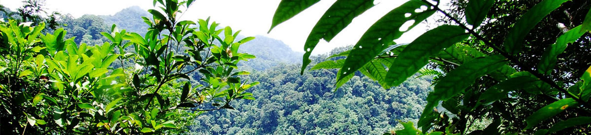 Forest Expert Program: Exchanging Experience for a Sustainable Future