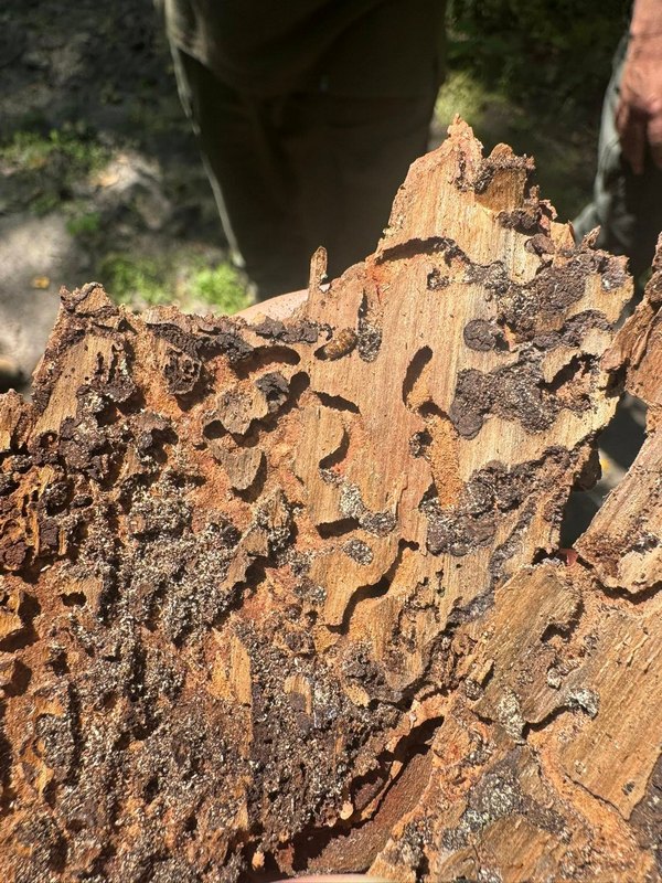 Як визначити, що дерево хворіє?