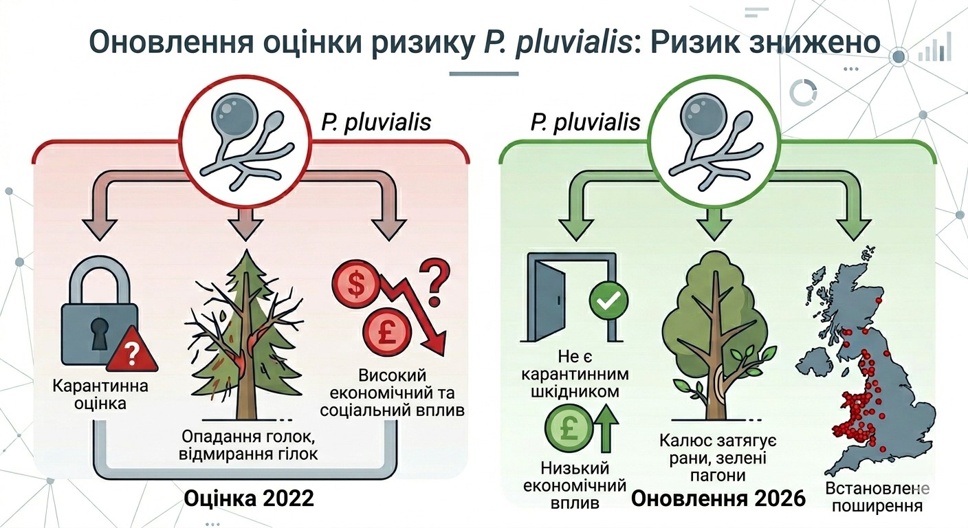 Нова інформація на додаток до швидкого аналізу ризиків шкідників (PRA) 2022 року щодо Phytophthora pluvialis
